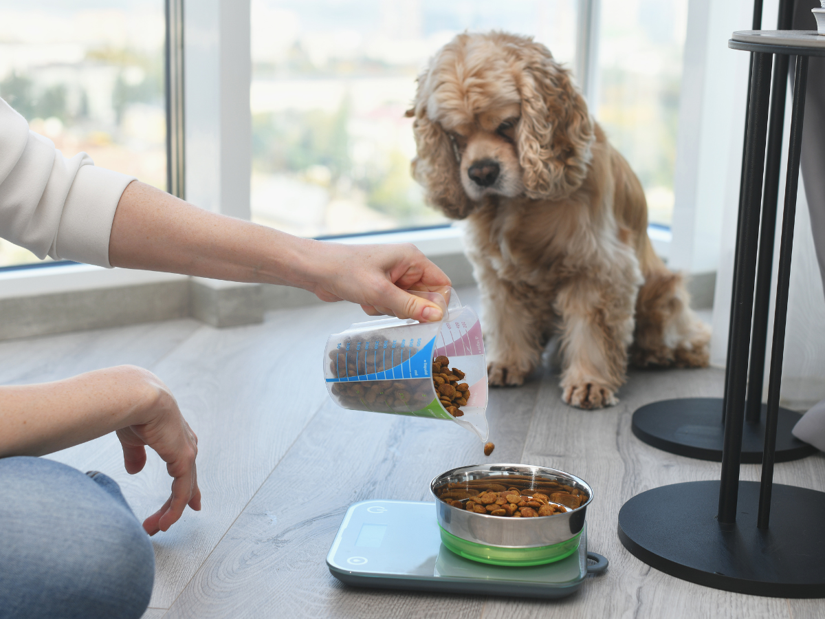 A person lovingly fills a dog food bowl