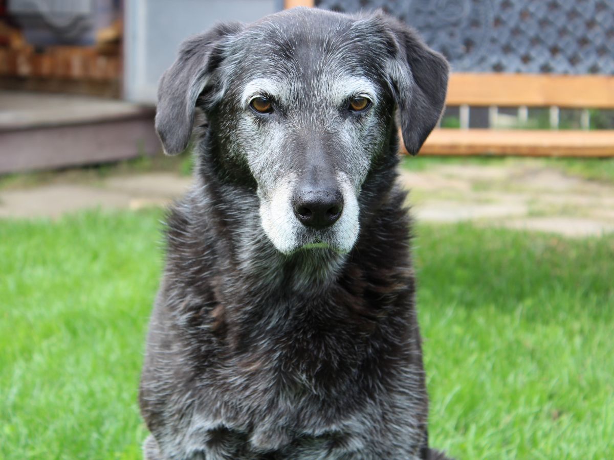 A black dog sitting in the grass