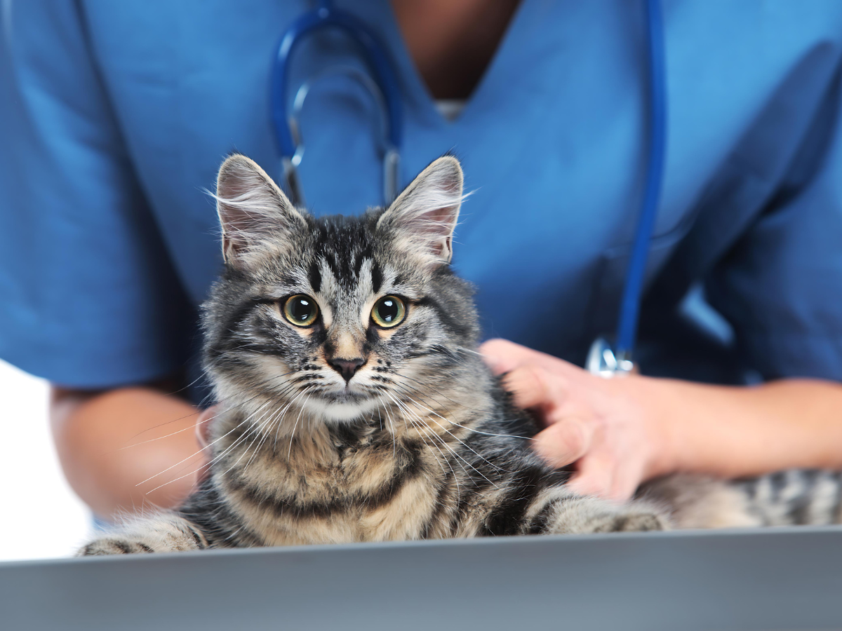 A vet examines a cat