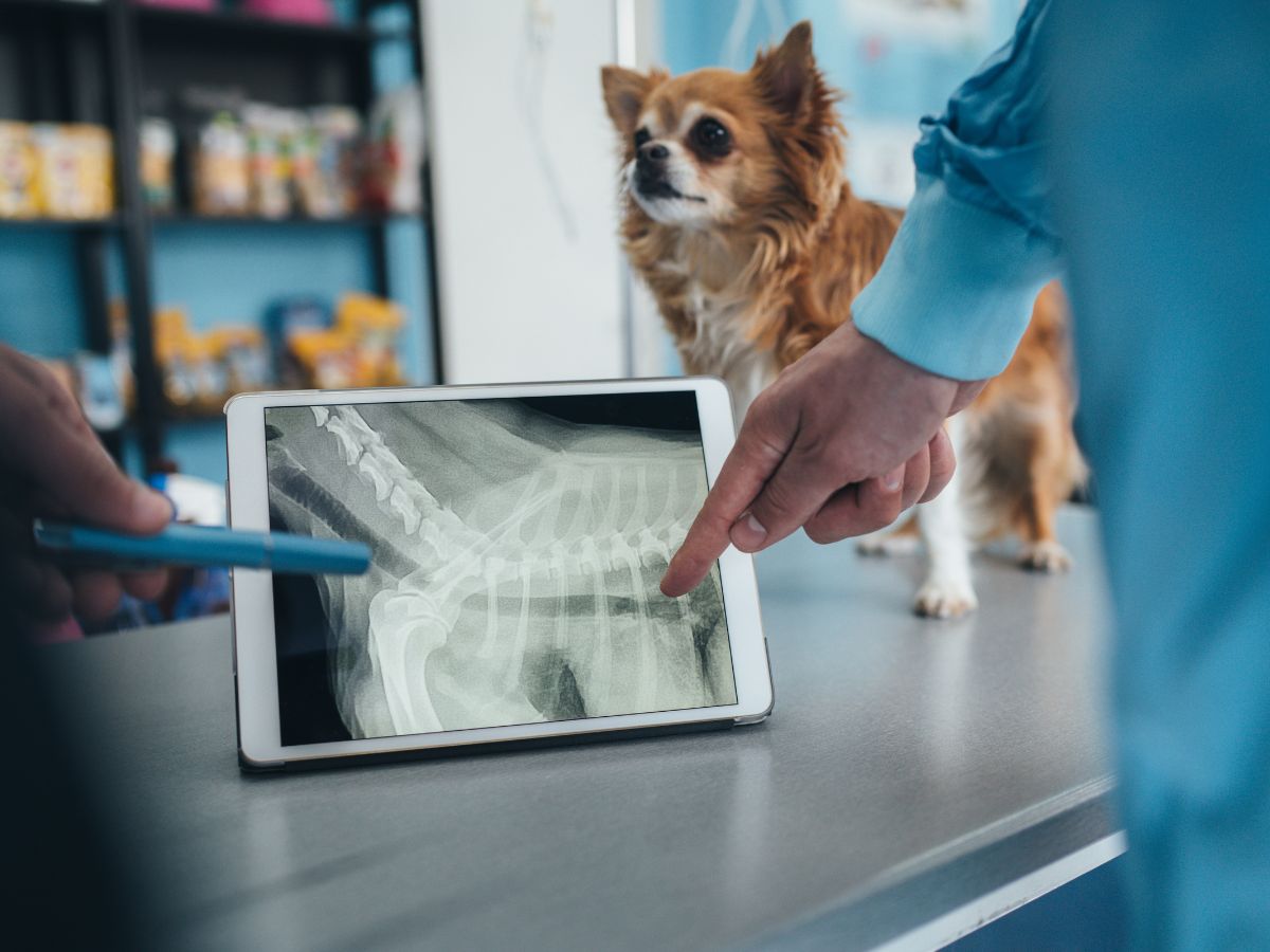 A vet examining a dog x-ray