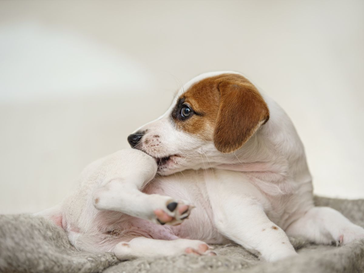 A dog peacefully rests on a cozy blanket