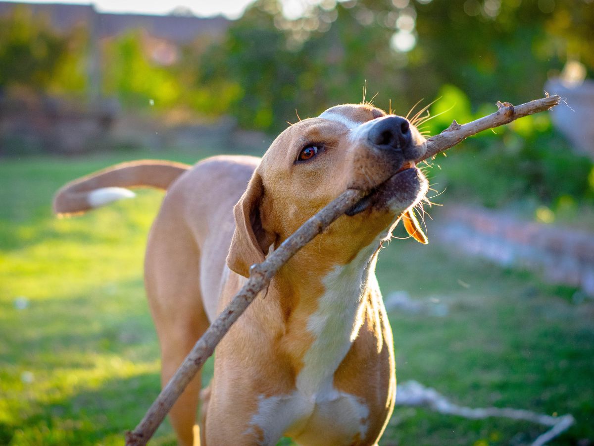 A dog is happily carrying a stick in its mouth