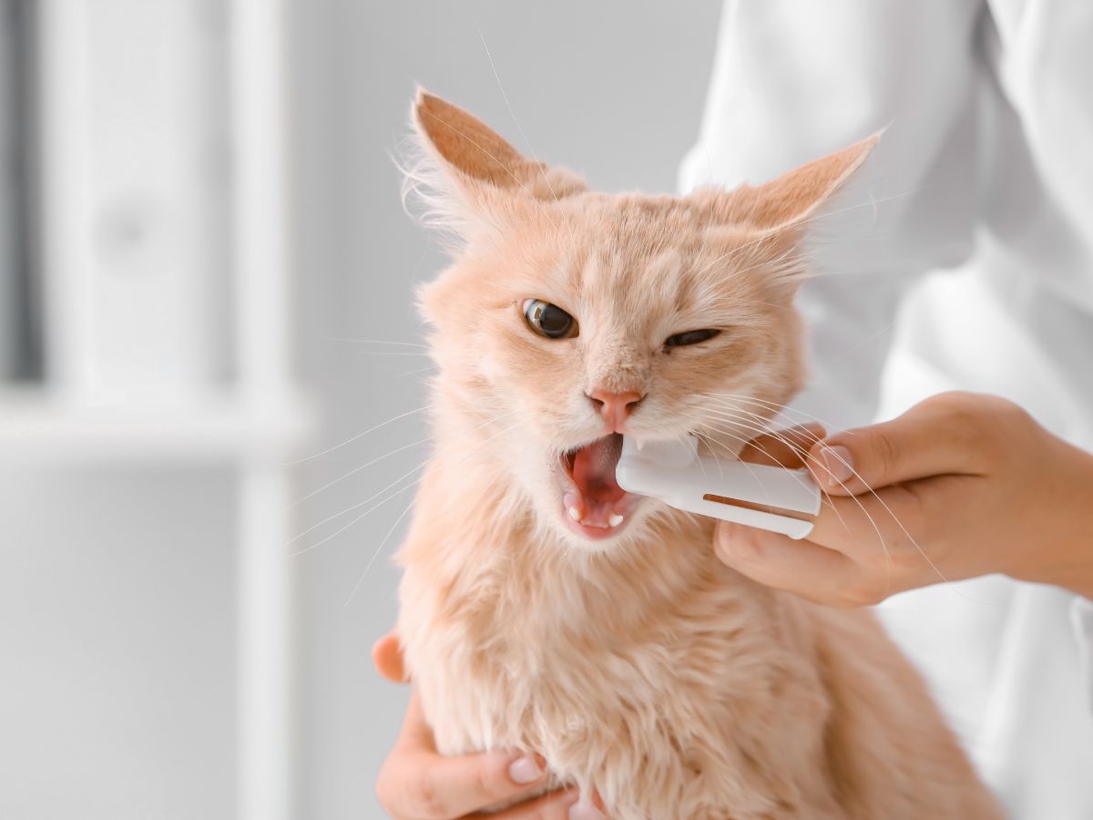 A person gently brushes the teeth of a cat