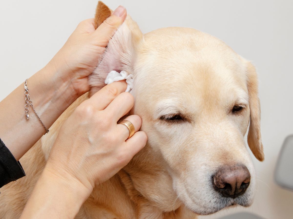 A person gently places a white cotton ball on the ear of a dog