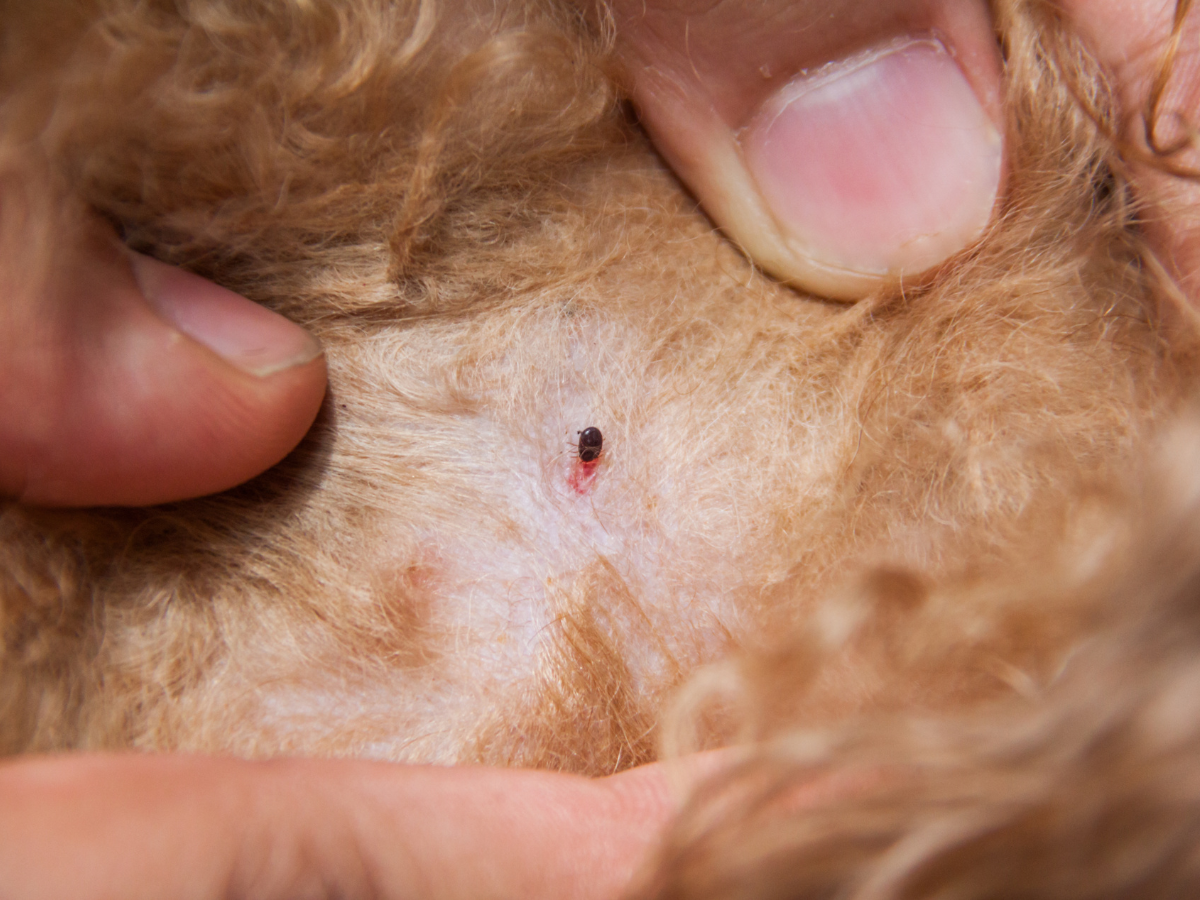 tick on the pet body