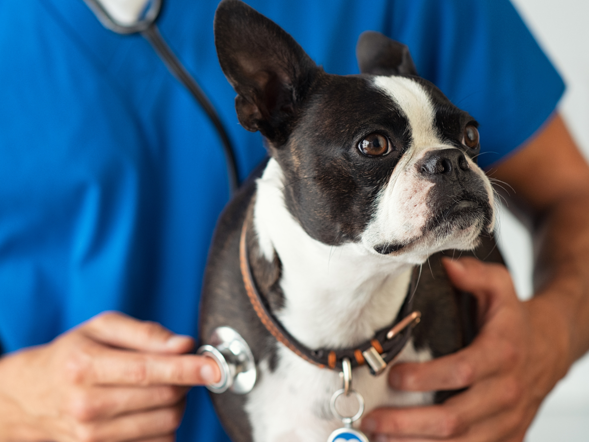 a vet examining a dog