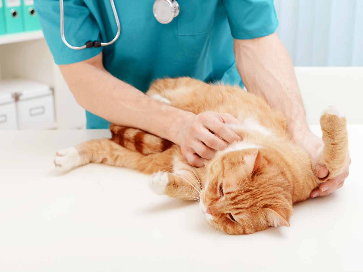 A person carefully inspecting a cat