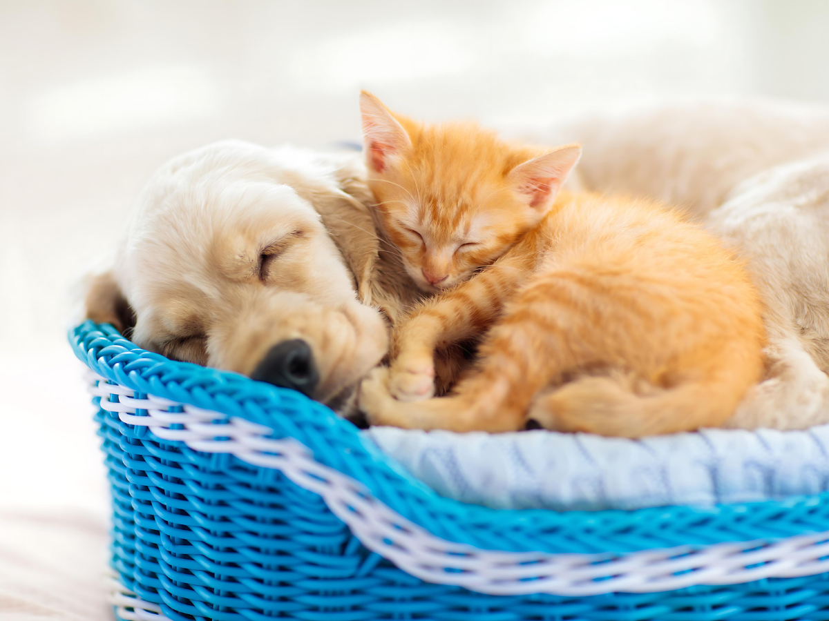 A puppy and kitten peacefully sleeping together