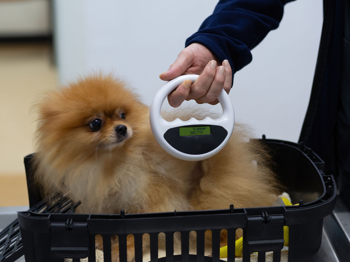 A vet scanning dog's microchip