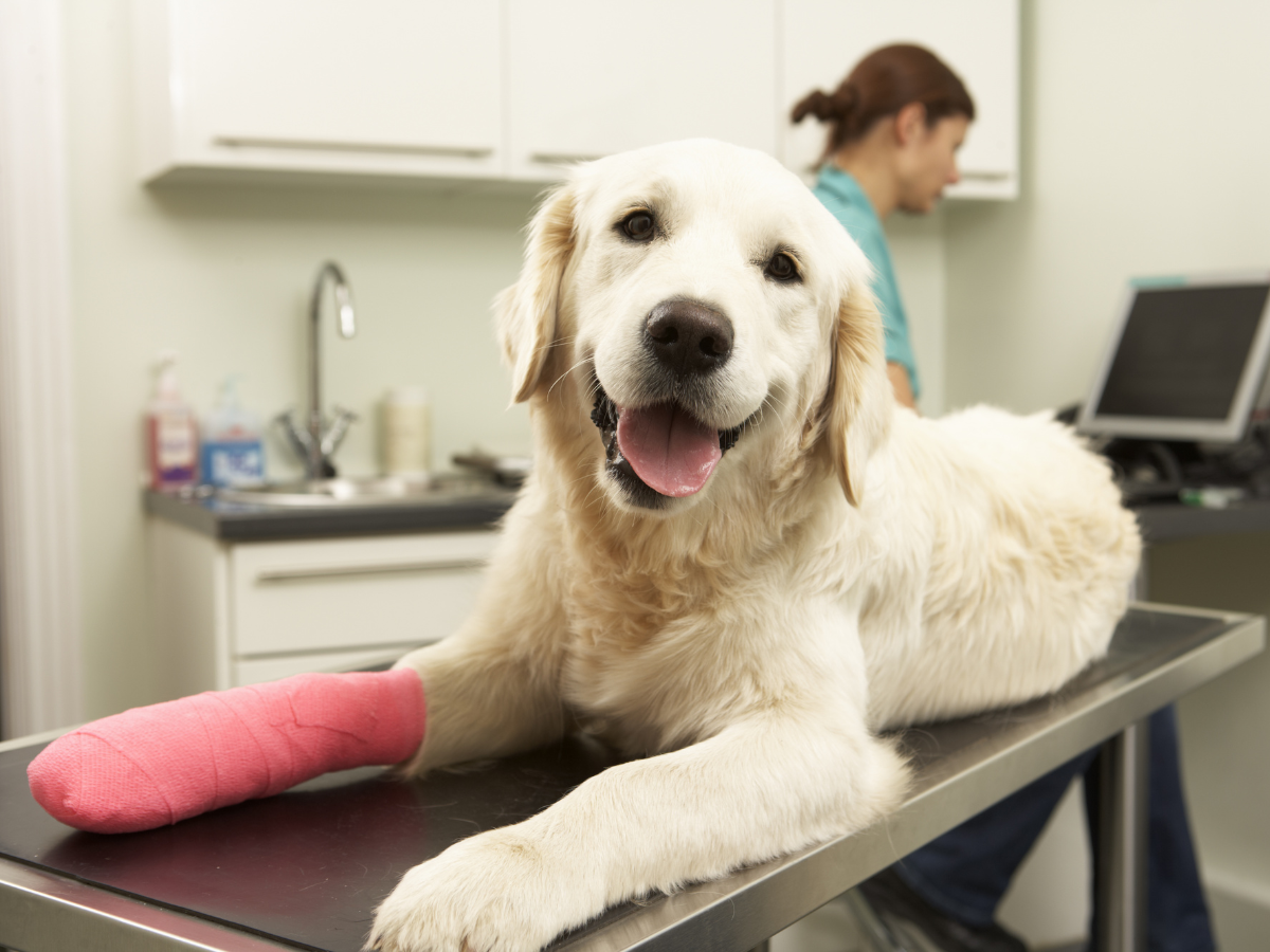 A dog with a cast on its leg