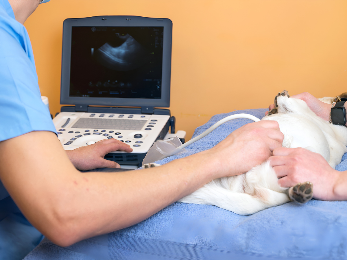 vet doing ultrasound on dog