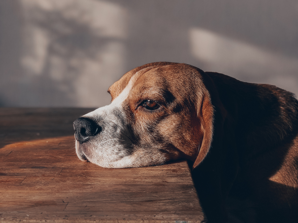 A dog resting with its head on the table